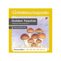 Golden Teacher - Culture Ampoule online