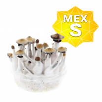 Mexican Growkit - Small online